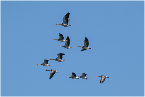 geese-geese-flying-flock-birds-5791474
