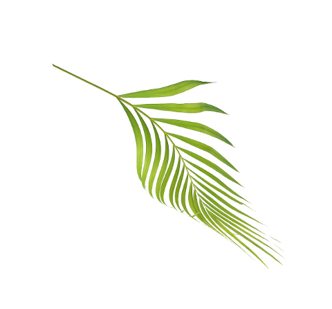 palm-leaf-leaves-green-tropical-4284598