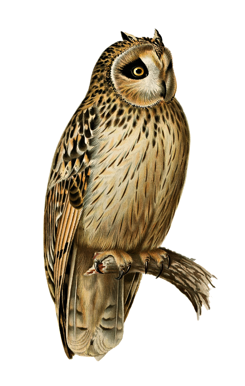 short-eared-owl-owl-bird-animal-6259382