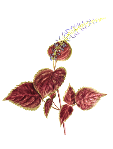 coleus-flower-flora-herb-botany-4281128