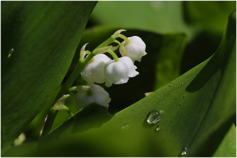 lily-of-the-valley-flowers-dew-wet-6258304