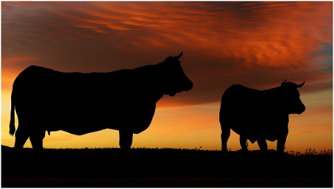 sunset-nature-cows-silhouette-sun-4980679