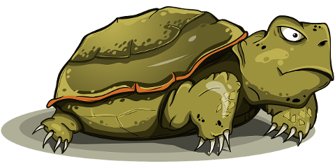 tortoise-amphibious-tortila-reptile-4226050