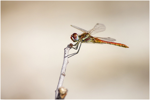 red-veined-dropwing-4837695