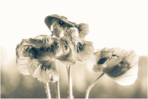 poppy-flowers-plant-petals-5972929