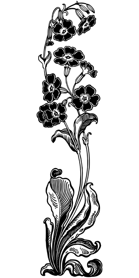 flower-flourish-art-nouveau-plant-7460047