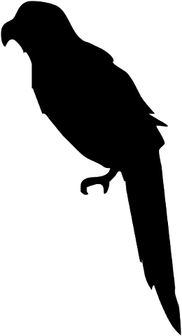 silhouette-bird-nature-dark-4535429