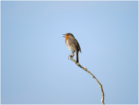 robin-bird-nature-songbird-branch-5022383