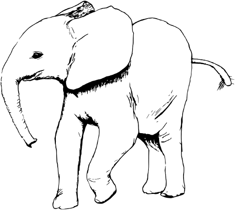 animal-elephant-zoo-jungle-trunk-6965564