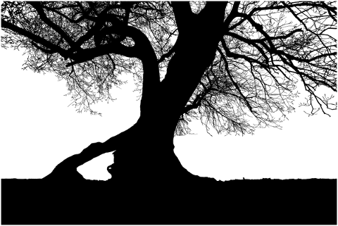tree-landscape-silhouette-plant-4917184