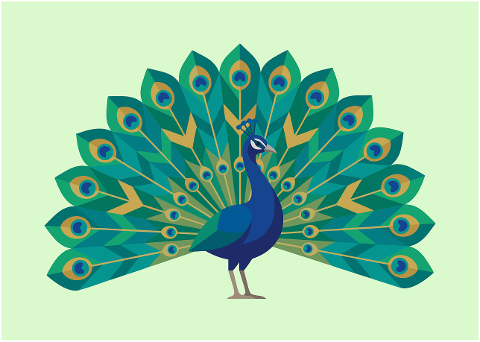 peacock-bird-feathers-wildlife-10143908