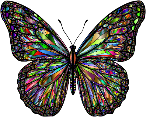 butterfly-insect-animal-flourish-9574669