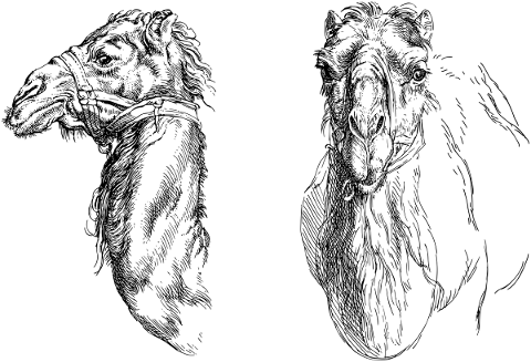 camel-head-line-art-animal-face-5818723