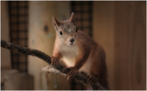 squirrel-nager-cute-animal-nature-4350390