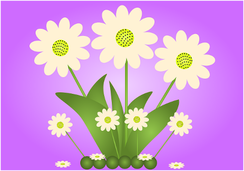 flowers-margaritas-white-flower-7300156