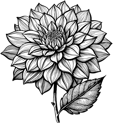 dahlia-flower-plant-monochrome-8764320