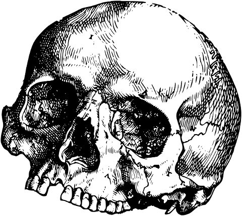 skull-bone-death-cranium-skeleton-6707946