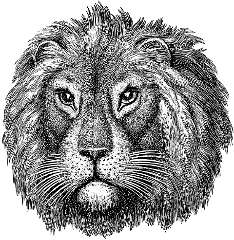 lion-face-head-line-art-animal-7194337