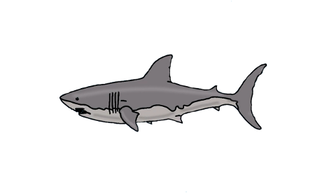shark-fish-sea-ocean-cartoon-7718555