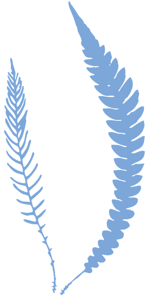 fern-plant-foliage-flora-cutout-6608863