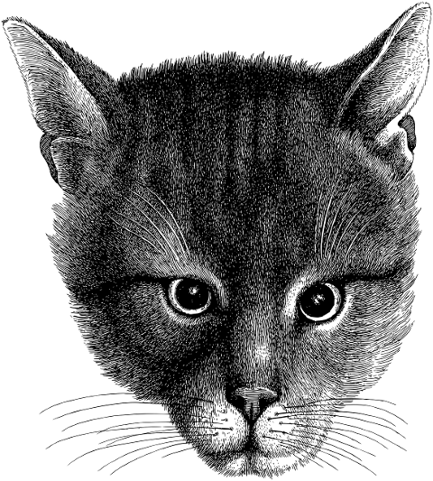 cat-face-head-line-art-animal-7249583