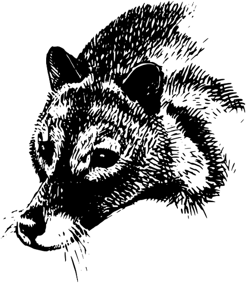 animal-civet-wildlife-mammal-wild-6727508