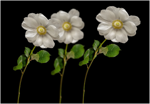 flowers-spring-flower-nature-flora-6163182