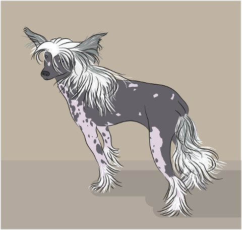 chinese-crested-dog-dog-animal-pet-7847407