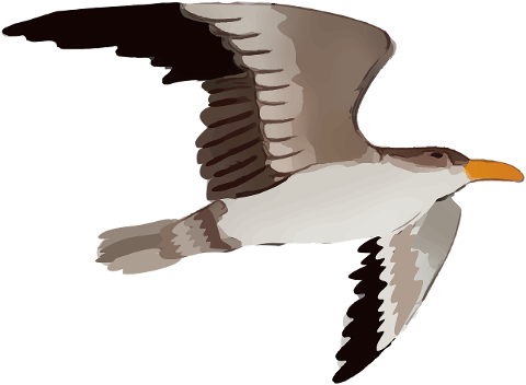 bird-gull-wings-flight-flying-7143905
