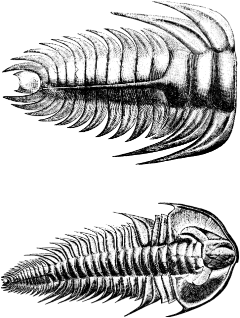 skeleton-trilobite-fossil-extinct-7297686