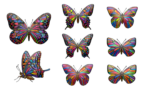butterflies-insects-wings-6144123