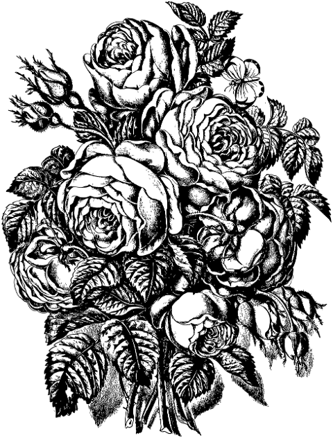 roses-bouquet-nature-flowers-7881586