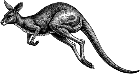 kangaroo-marsupial-animal-australia-9771395