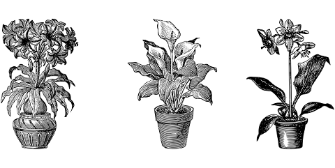 flowers-sketch-flower-pot-line-art-7290262