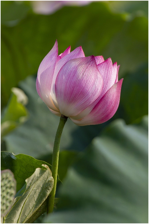 lotus-flower-plant-petals-6073517