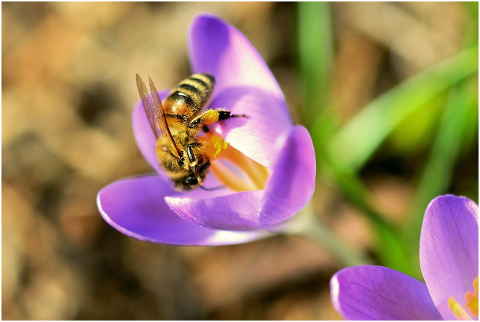 bee-flower-pollen-nectar-insect-6054527