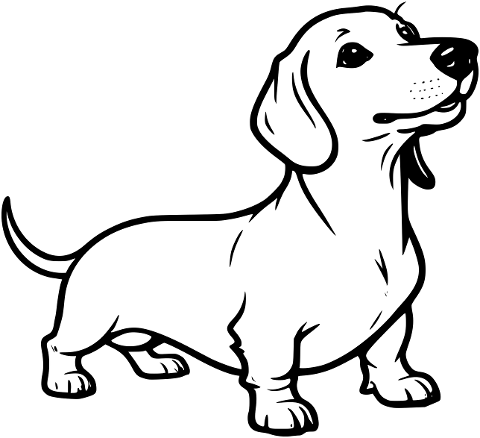 dachshund-dog-animal-mammal-canine-9215601