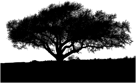 trees-silhouette-nature-wilderness-7872279