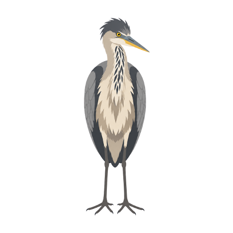 heron-grey-heron-wildlife-animal-10365453