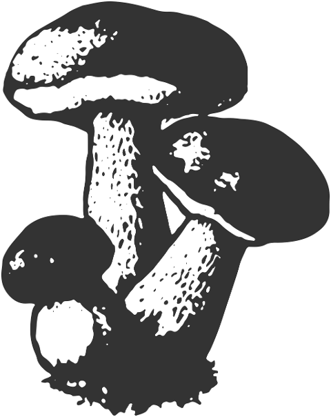 mushrooms-organic-food-nature-7342620