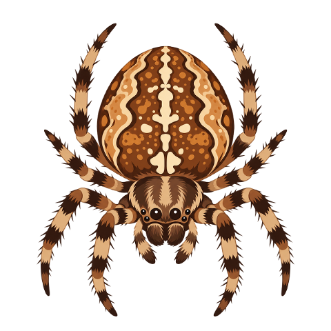 orb-weaver-spider-nature-wildlife-10480943