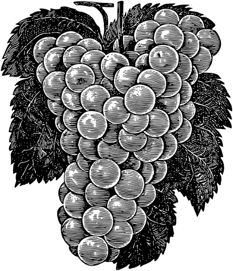 grapes-fruit-sketch-line-art-food-7290259