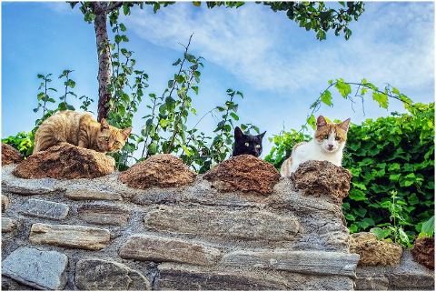 cats-pets-eyes-wall-stone-sky-6071375