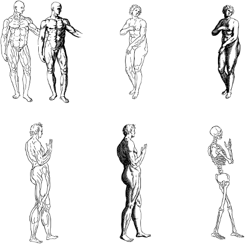 body-people-anatomy-skeleton-7234413