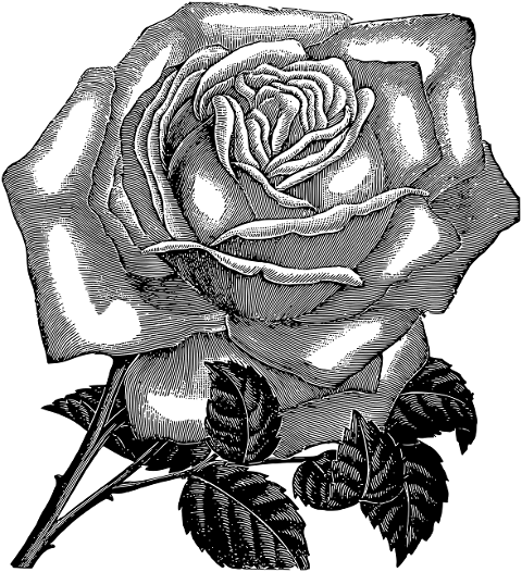 rose-flower-sketch-line-art-7290242