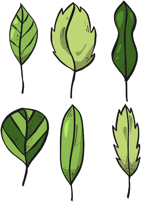 leaves-foliage-tree-nature-autumn-6824097