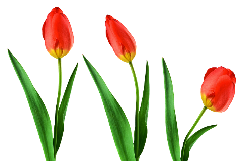 tulips-cut-flowers-tulip-isolated-6305717
