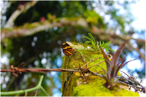 insects-butterflies-butterfly-6300070