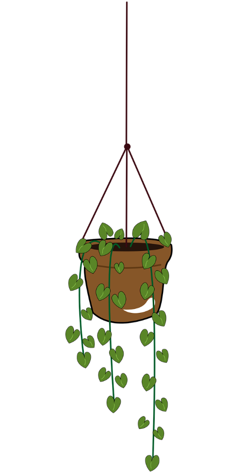 plant-potted-plant-minimalist-8421904