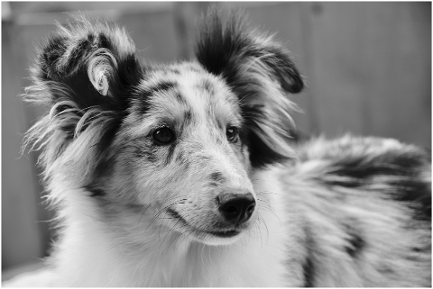 dog-bitch-shetland-sheepdog-4349755